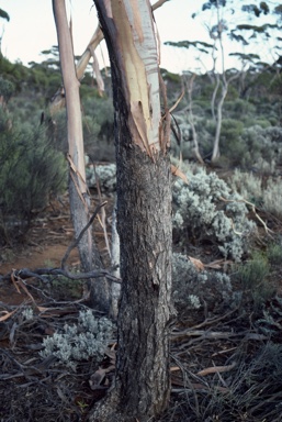 APII jpeg image of Eucalyptus oleosa subsp. oleosa  © contact APII