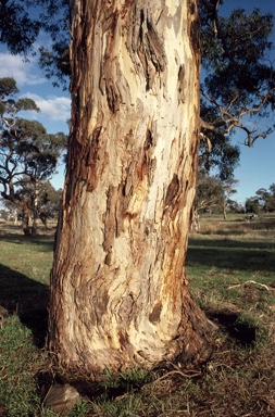 APII jpeg image of Eucalyptus fasciculosa  © contact APII