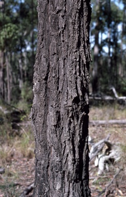 APII jpeg image of Eucalyptus fusiformis  © contact APII