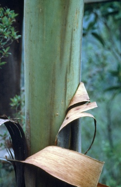 APII jpeg image of Eucalyptus imlayensis  © contact APII