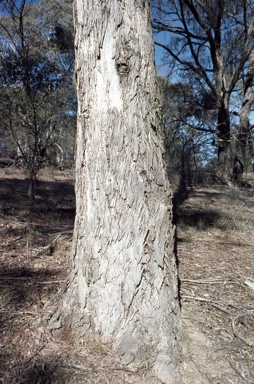 APII jpeg image of Eucalyptus kartzoffiana  © contact APII