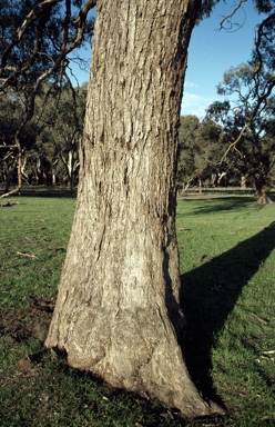 APII jpeg image of Eucalyptus largiflorens  © contact APII