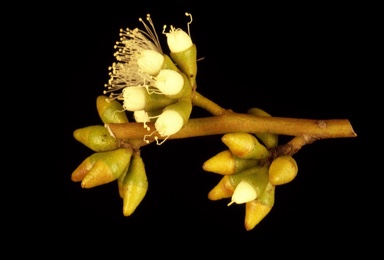 APII jpeg image of Eucalyptus leptophylla  © contact APII