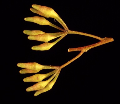 APII jpeg image of Eucalyptus marginata subsp. marginata  © contact APII