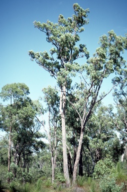 APII jpeg image of Eucalyptus marginata subsp. marginata  © contact APII