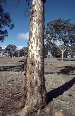 APII jpeg image of Eucalyptus melliodora  © contact APII