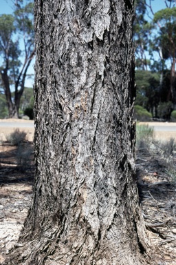 APII jpeg image of Eucalyptus melanoxylon  © contact APII