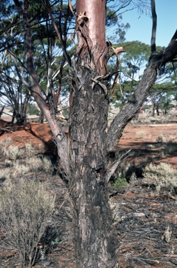 APII jpeg image of Eucalyptus myriadena  © contact APII