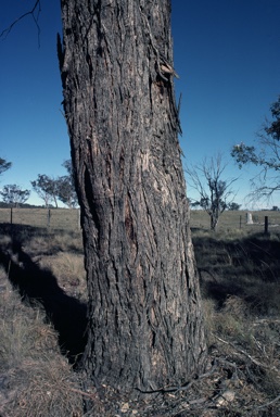 APII jpeg image of Eucalyptus nicholii  © contact APII