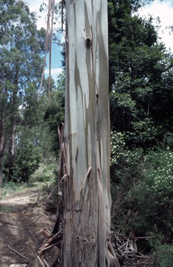 APII jpeg image of Eucalyptus nitens  © contact APII