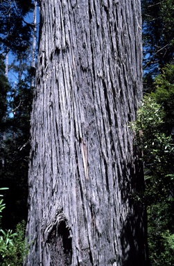 APII jpeg image of Eucalyptus obliqua  © contact APII