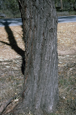 APII jpeg image of Eucalyptus occidentalis  © contact APII