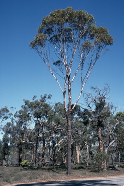 APII jpeg image of Eucalyptus occidentalis  © contact APII