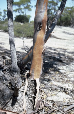 APII jpeg image of Eucalyptus oleosa subsp. oleosa  © contact APII