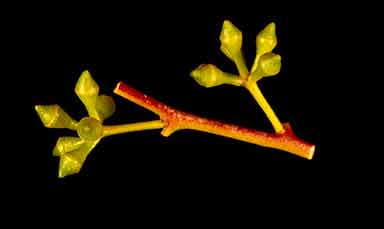 APII jpeg image of Eucalyptus oleosa subsp. oleosa  © contact APII