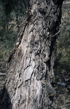 APII jpeg image of Eucalyptus paludicola  © contact APII