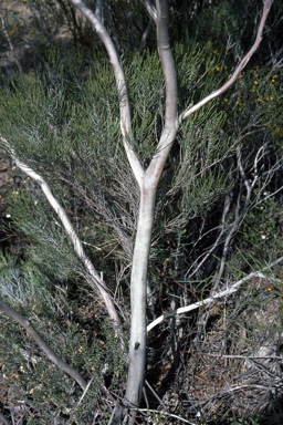 APII jpeg image of Eucalyptus perangusta  © contact APII