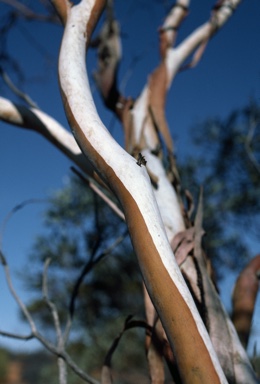 APII jpeg image of Eucalyptus eremicola subsp. peeneri  © contact APII