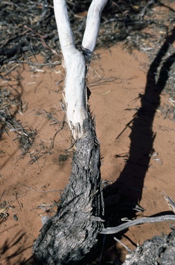 APII jpeg image of Eucalyptus eremicola subsp. peeneri  © contact APII