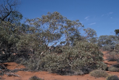 APII jpeg image of Eucalyptus eremicola subsp. peeneri  © contact APII