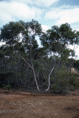 APII jpeg image of Eucalyptus peninsularis  © contact APII