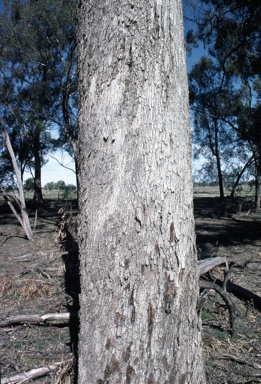 APII jpeg image of Eucalyptus pilligaensis  © contact APII