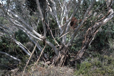 APII jpeg image of Eucalyptus pleurocarpa  © contact APII