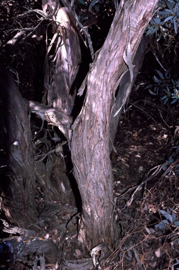 APII jpeg image of Eucalyptus pluricaulis subsp. porphyrea  © contact APII