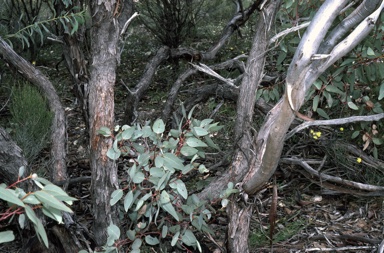 APII jpeg image of Eucalyptus pruiniramis  © contact APII