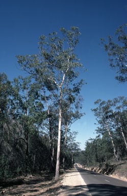 APII jpeg image of Eucalyptus punctata  © contact APII