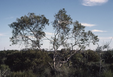 APII jpeg image of Eucalyptus pyriformis  © contact APII