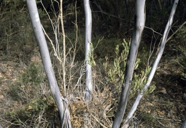 APII jpeg image of Eucalyptus rugosa  © contact APII