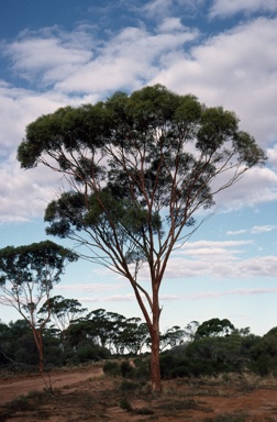 APII jpeg image of Eucalyptus salicola  © contact APII