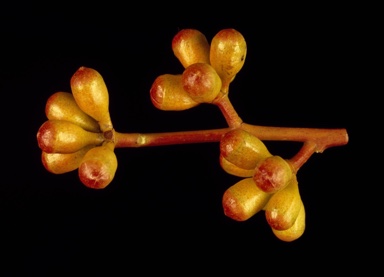 APII jpeg image of Eucalyptus scyphocalyx  © contact APII