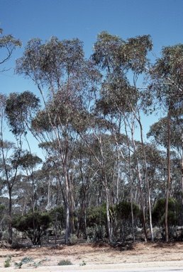 APII jpeg image of Eucalyptus sheathiana  © contact APII