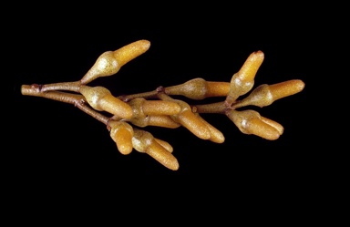 APII jpeg image of Eucalyptus spathulata subsp. spathulata  © contact APII