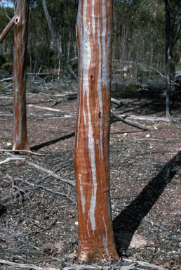 APII jpeg image of Eucalyptus steedmanii  © contact APII