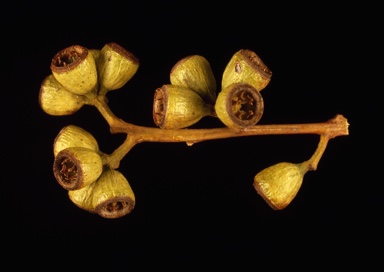 APII jpeg image of Eucalyptus striaticalyx subsp. striaticalyx  © contact APII