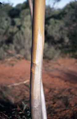 APII jpeg image of Eucalyptus subangusta subsp. subangusta  © contact APII