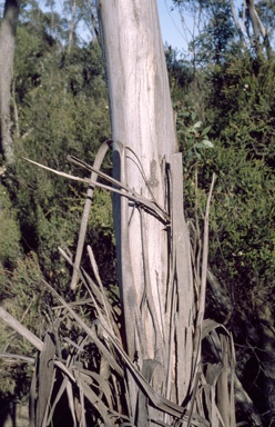 APII jpeg image of Eucalyptus triflora  © contact APII