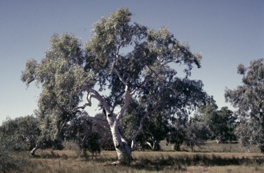 APII jpeg image of Eucalyptus victrix  © contact APII