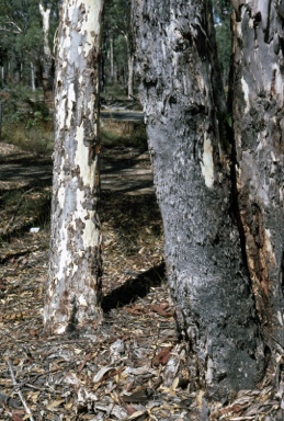 APII jpeg image of Eucalyptus wandoo subsp. wandoo  © contact APII