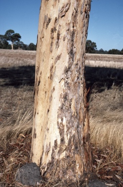 APII jpeg image of Eucalyptus wandoo subsp. wandoo  © contact APII