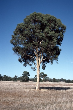 APII jpeg image of Eucalyptus wandoo subsp. wandoo  © contact APII