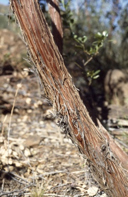 APII jpeg image of Eucalyptus websteriana  © contact APII