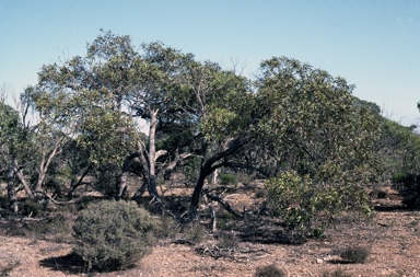 APII jpeg image of Eucalyptus yalatensis  © contact APII