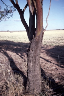 APII jpeg image of Eucalyptus yilgarnensis  © contact APII