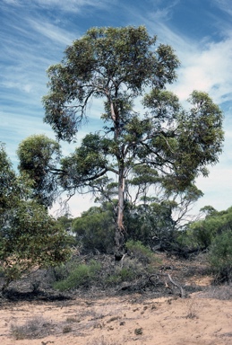 APII jpeg image of Eucalyptus yumbarrana  © contact APII