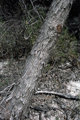 APII jpeg image of Eucalyptus zopherophloia  © contact APII