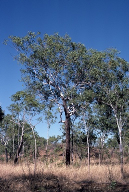 APII jpeg image of Eucalyptus miniata  © contact APII